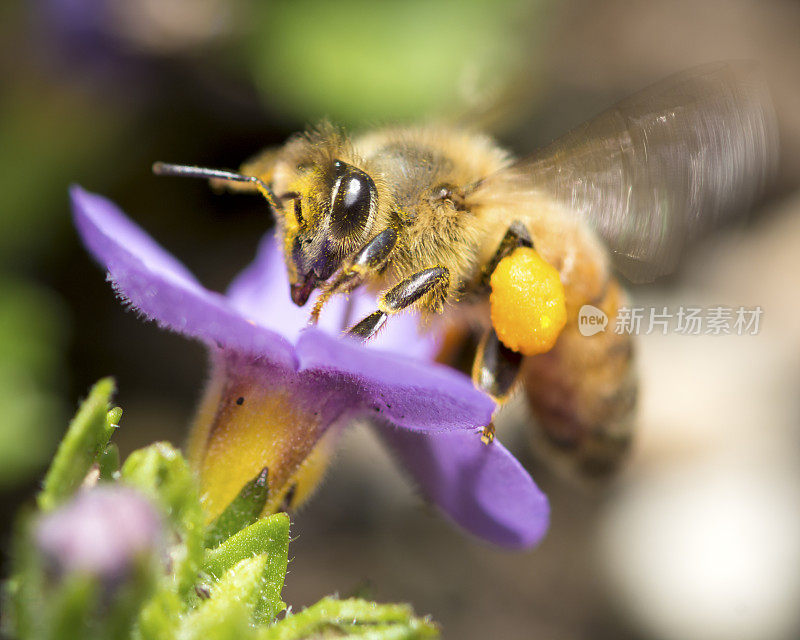 大昆虫蜜蜂(Apis mellifera)在紫色的花